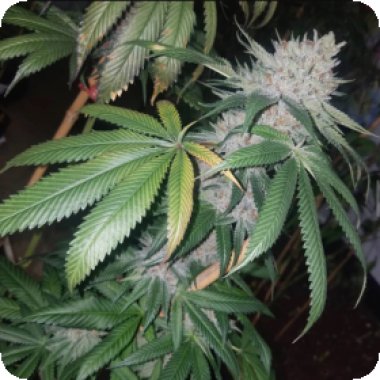 Propaganja  Cannabis  Seeds  Tropical  Pup