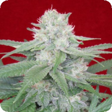 Propaganja  Cannabis  Seeds  Werther  S  Original