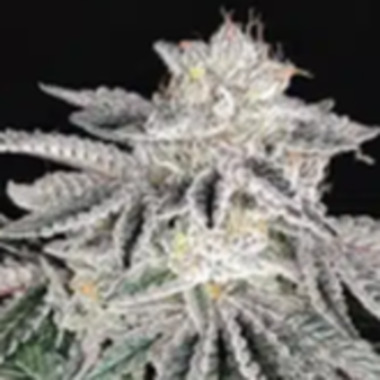 Pure  Instinto  Cannabis  Seeds  Cherry  Melt