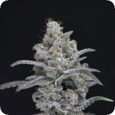 Pure Instinto Cannabis Seeds Chimera Crasher