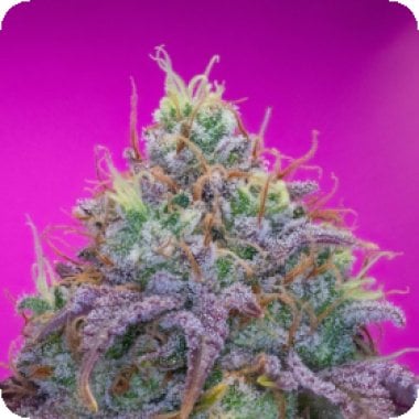 Pure Instinto Cannabis Seeds Forbidden Fruit Cake