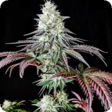 Pure Instinto Cannabis Seeds Garlic Cookies