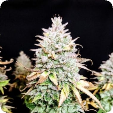 Pure Instinto Cannabis Seeds Grateful End Og