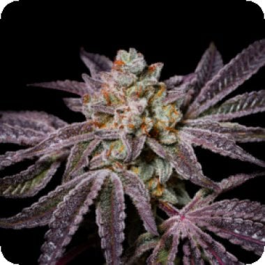 Pure Instinto Cannabis Seeds Insanity Og