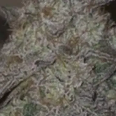 Pure Instinto Cannabis Seeds Kushido
