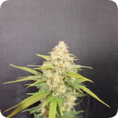 Pure Instinto Cannabis Seeds Melon Gum