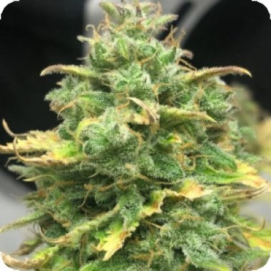 Pure Instinto Cannabis Seeds Mimosa Cake Auto