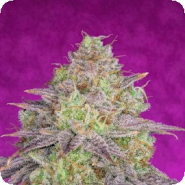 Pure Instinto Cannabis Seeds Shiskaberry