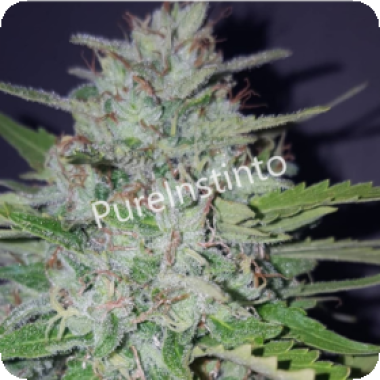 Pure Instinto Cannabis Seeds Shotgun Auto