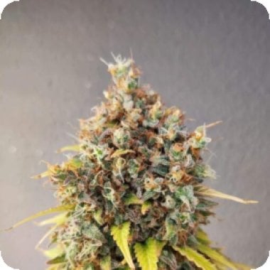Pure Instinto Cannabis Seeds Smoothie