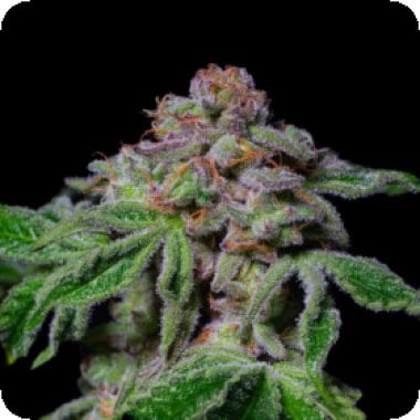 Pure Instinto Cannabis Seeds Sour Aloha