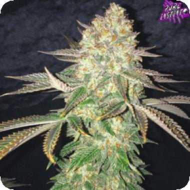 Pure Instinto Cannabis Seeds Spooky Og