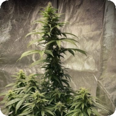Pure Instinto Cannabis Seeds Strawberry Shortcake Auto