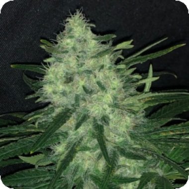 Pure Instinto Cannabis Seeds Wedding Cake