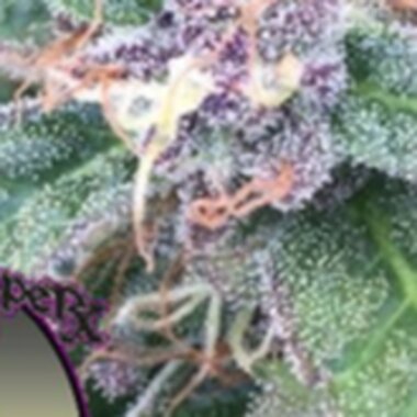 Purple Caper Cannabis Seeds Feminised Line Grape Og