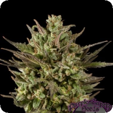 Purple  Caper  Cannabis  Seeds  Gold  Line  Blackberry  Fire