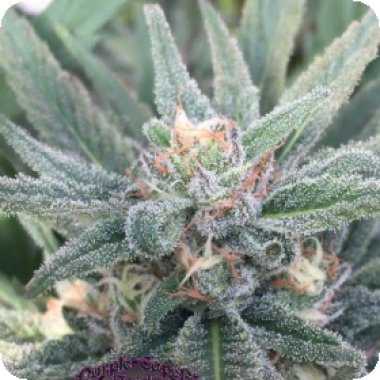 Purple  Caper  Cannabis  Seeds  Purple  Caper  Og