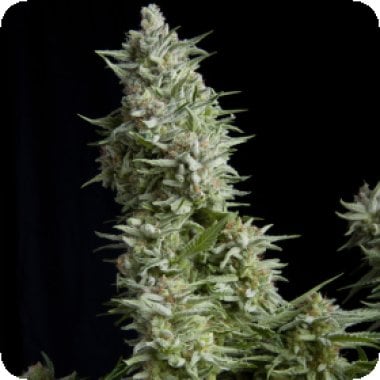 Pyramid Cannabis Seeds Alpujarrena