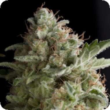 Pyramid Cannabis Seeds American Pie