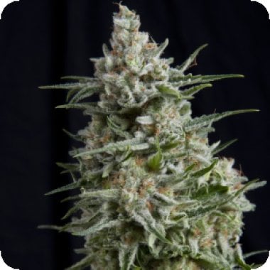 Pyramid Cannabis Seeds Anesthesia