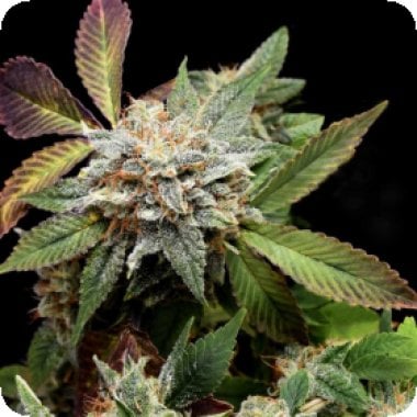 Pyramid Cannabis Seeds Anubis X Sunset Sherbet Limited Edition Gold Line