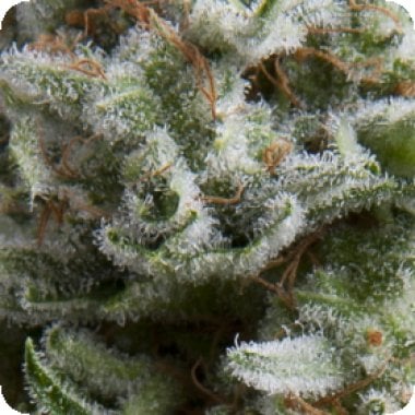 Pyramid Cannabis Seeds Auto Anesthesia
