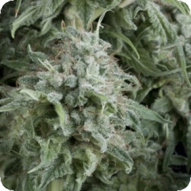 Pyramid Cannabis Seeds Auto Anubis