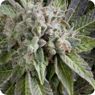 Pyramid Cannabis Seeds Auto Blue Pyramid
