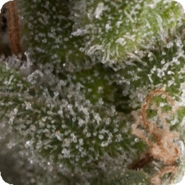 Pyramid Cannabis Seeds Auto Fresh Candy