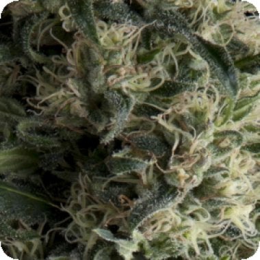 Pyramid Cannabis Seeds Auto Galaxy