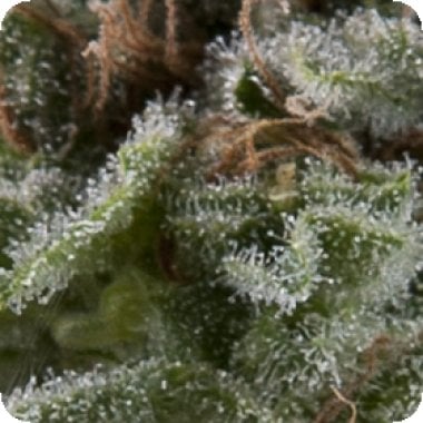Pyramid Cannabis Seeds Auto Lennon