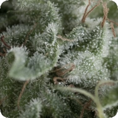 Pyramid Cannabis Seeds Auto Nefertiti