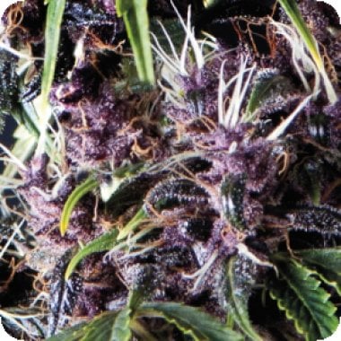 Pyramid Cannabis Seeds Auto Purple