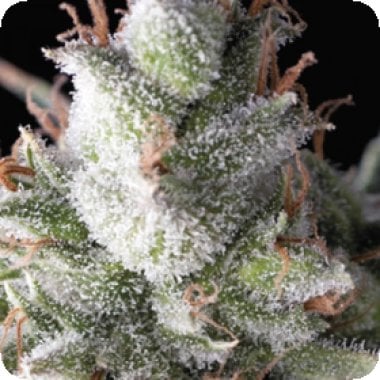 Pyramid Cannabis Seeds Auto Ramses