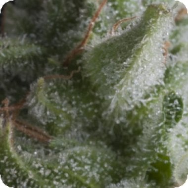 Pyramid Cannabis Seeds Auto Shark