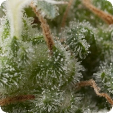 Pyramid Cannabis Seeds Auto Super Hash