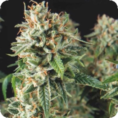 Pyramid Cannabis Seeds Auto Super Og Kush Fast