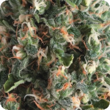 Pyramid Cannabis Seeds Auto Super Og Kush