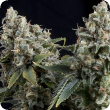 Pyramid Cannabis Seeds Auto Tutankhamon