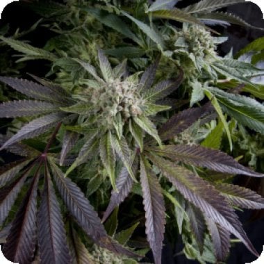 Pyramid Cannabis Seeds Blue Pyramid
