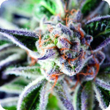 Pyramid Cannabis Seeds Do Si Dos