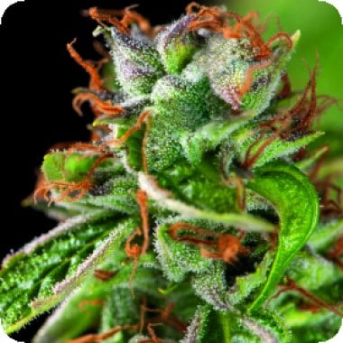 Pyramid Cannabis Seeds Double Og Haze