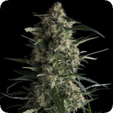 Pyramid Cannabis Seeds Galaxy Cbd