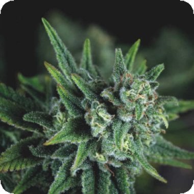 Pyramid Cannabis Seeds Galaxy Fast