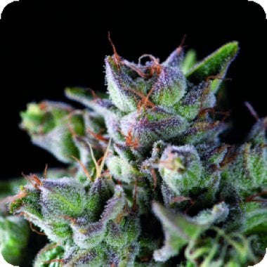 Pyramid Cannabis Seeds Gorilla