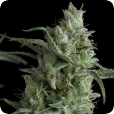 Pyramid Cannabis Seeds Kryptonite