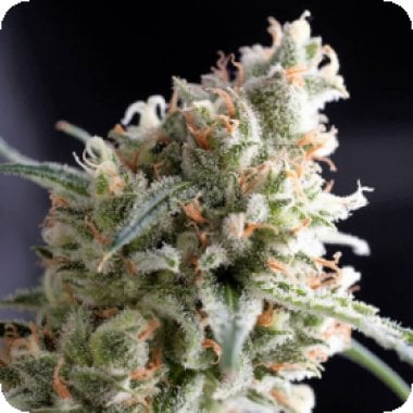 Pyramid Cannabis Seeds Kukulkan