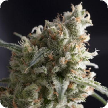 Pyramid Cannabis Seeds Lennon