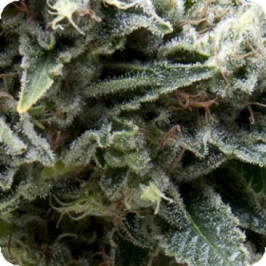 Pyramid  Cannabis  Seeds  New  York  City  Cbd  Auto