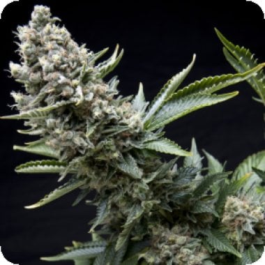 Pyramid Cannabis Seeds New York City